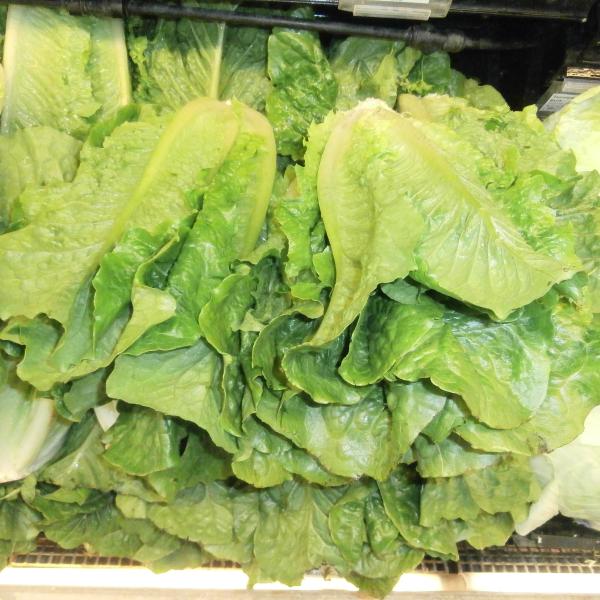 Romaine Hearts